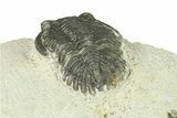 Bargain, Hollardops Trilobite Fossil - Ofaten, Morocco #287458-5